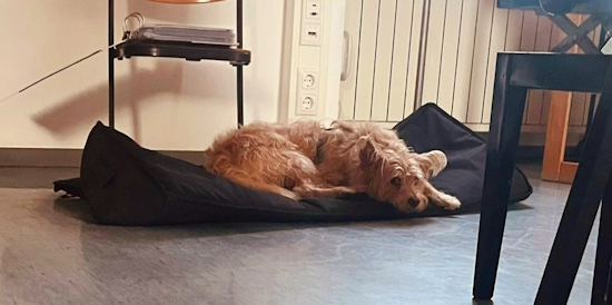 Chorhund